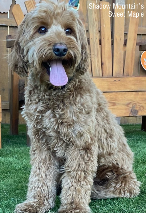 Maple sit with name