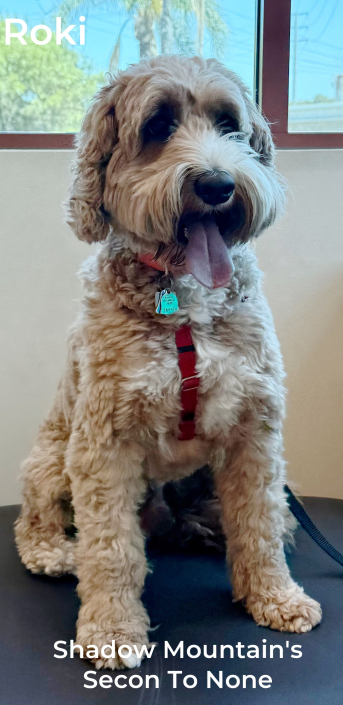 Roki sitting at vet